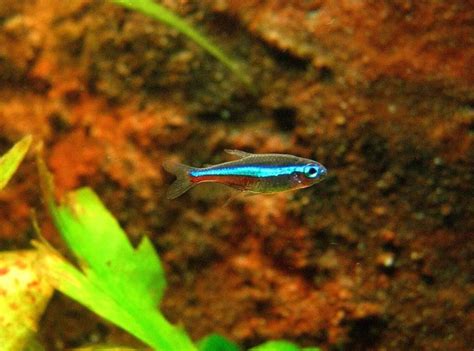 Green Neon Tetra Care: Everything You Need To Know!.